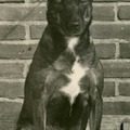 honden foto DIT IS ONS HONDJE VAN VROEGER JOEPIE.
