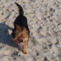 honden foto Van rennen gaat je tong hangen!!