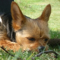 honden foto 