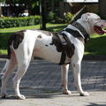 honden foto 