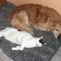 honden foto Samen slapen