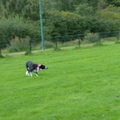 honden foto 