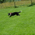 honden foto 