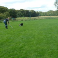 honden foto 