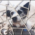 honden foto Billie van Nicky
16 X 21 cm Licht bruine voeg
Materialen: Glasplaat, Glasdruppel, Glaspuzzle