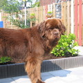 honden foto bams net anderhalf.