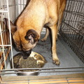 honden foto pens