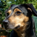 honden foto Tacsi lekker in de tuin