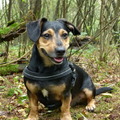 honden foto Tacsi in 't leesten