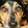 honden foto Tacsi in de keuken, lekker in de zon liggen. Hij is een echte zonnenaanbidder
