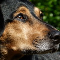 honden foto Tacsi lekker in de tuin