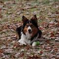 honden foto 