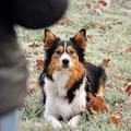 honden foto 