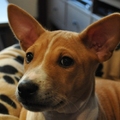 honden foto 