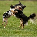 honden foto Wuhahaha