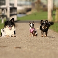 honden foto De mini's! 