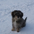 honden foto