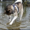 honden foto 