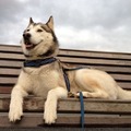 honden foto 