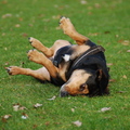 honden foto Tacsi