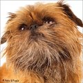 honden foto Foto gemaakt op Animal Event 6-5-2012 door Pets & Pixels.