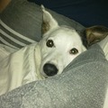 honden foto lekker op bed slapen.