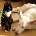 honden foto Frummel en Shanti (die rare plek op haar hoofd komt doordat ze tegen een boom aan rende...)