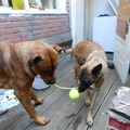 honden foto 