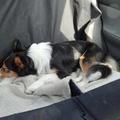 honden foto 