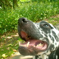 honden foto 