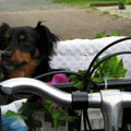 honden foto 