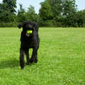 honden foto bennie
