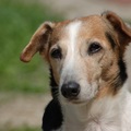 honden foto bèbè