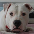 honden foto 