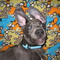 honden foto puppie sjonnie