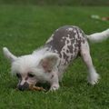 honden foto Happy Dancing Pretty Present 