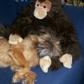 honden foto Juli 2012 Brando voelt zich op zijn gemak bij een knuffelaap.