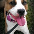 honden foto 