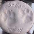honden foto Pootafdrukjes Snoopy en Daisy