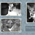honden foto 