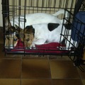 honden foto Noxx en Odie samen opgepropt in de bench!