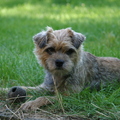 honden foto 