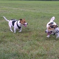 honden foto Wat een heerlijke foto dit.