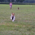 honden foto Odie in actie!