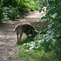 honden foto 