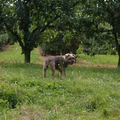 honden foto 