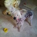 honden foto Raven being emo