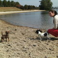 honden foto mijn 3 meiden
