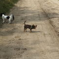 honden foto 