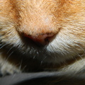 honden foto 